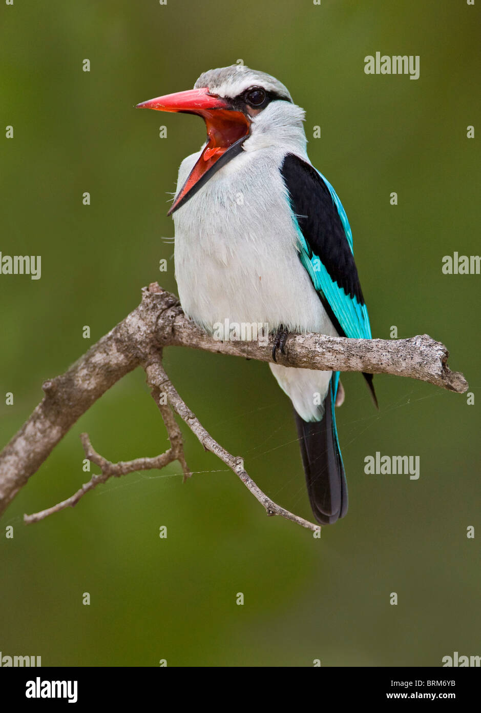 Woodland kingfisher Banque D'Images