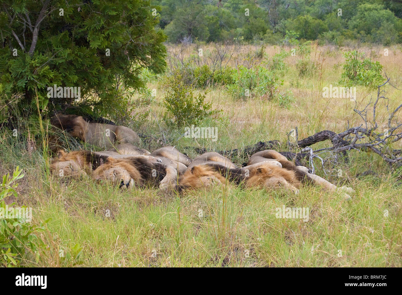 Cinq lions mâles dormir ensemble à l'ombre d'un petit buisson Banque D'Images