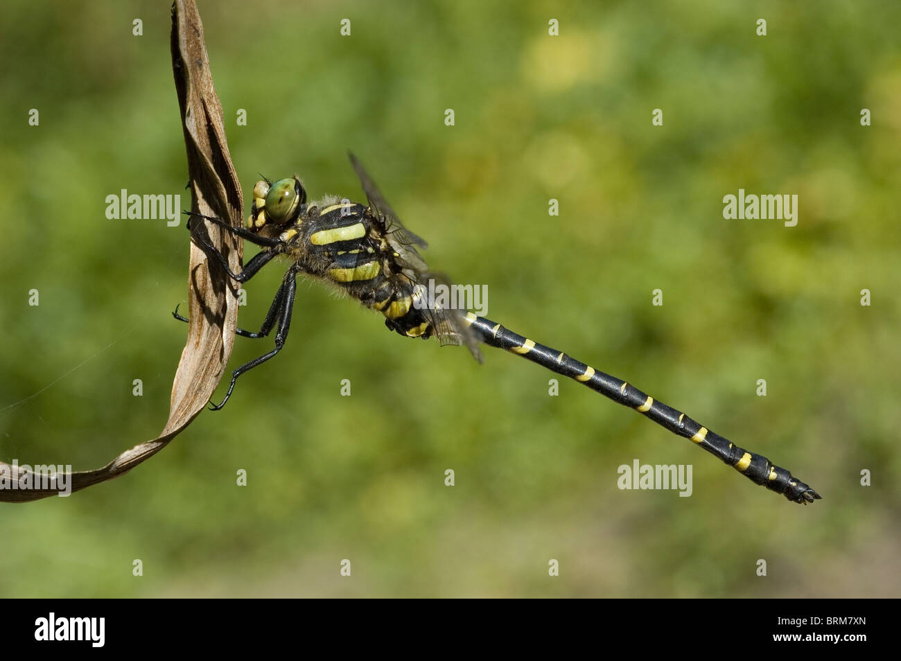 Golden-ringed Dragonfly (Cordulegaster boltonii) Banque D'Images