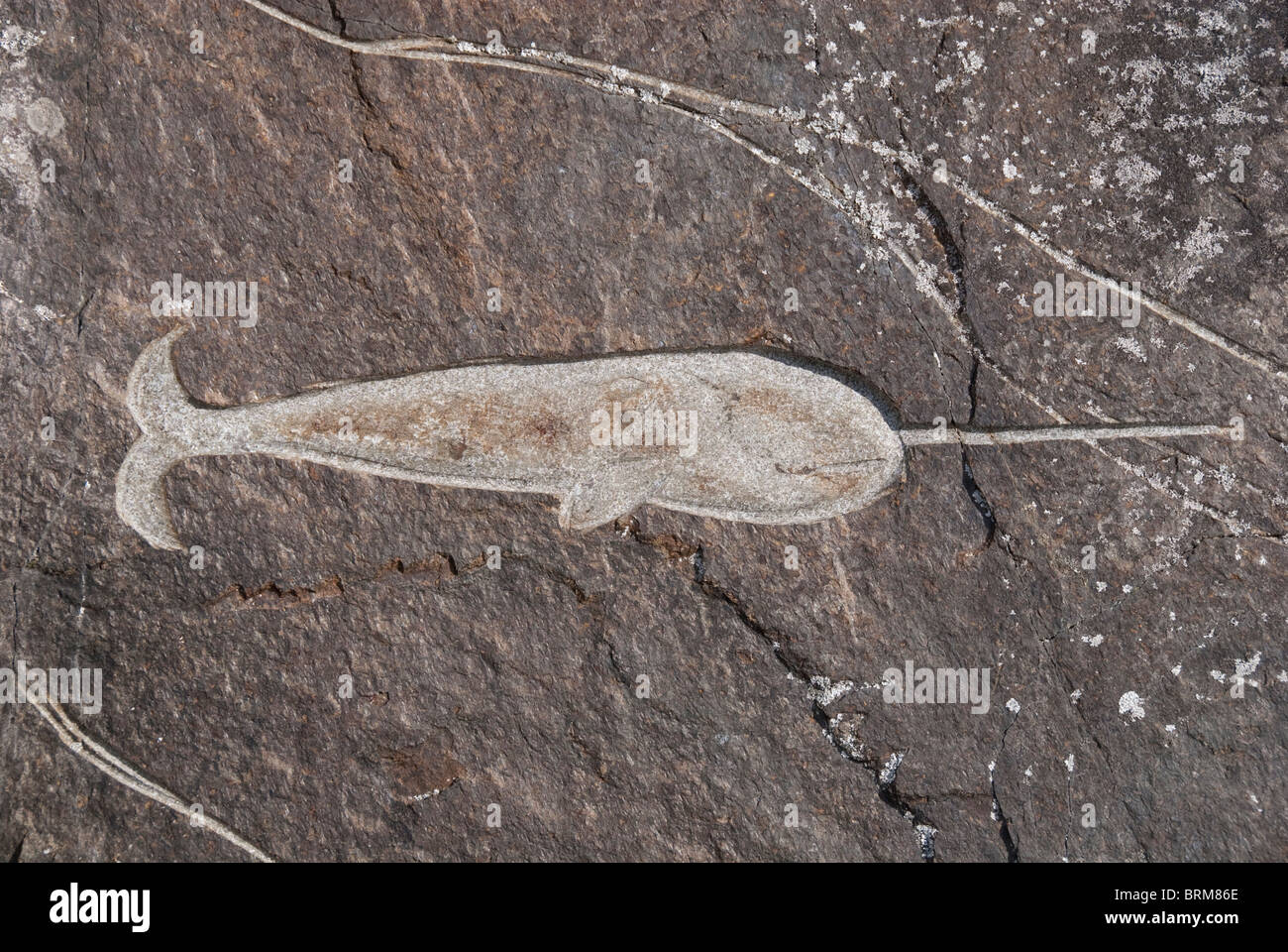 Le Groenland, Qaqortoq. La plus grande ville du Groenland du sud. Rock Art Banque D'Images