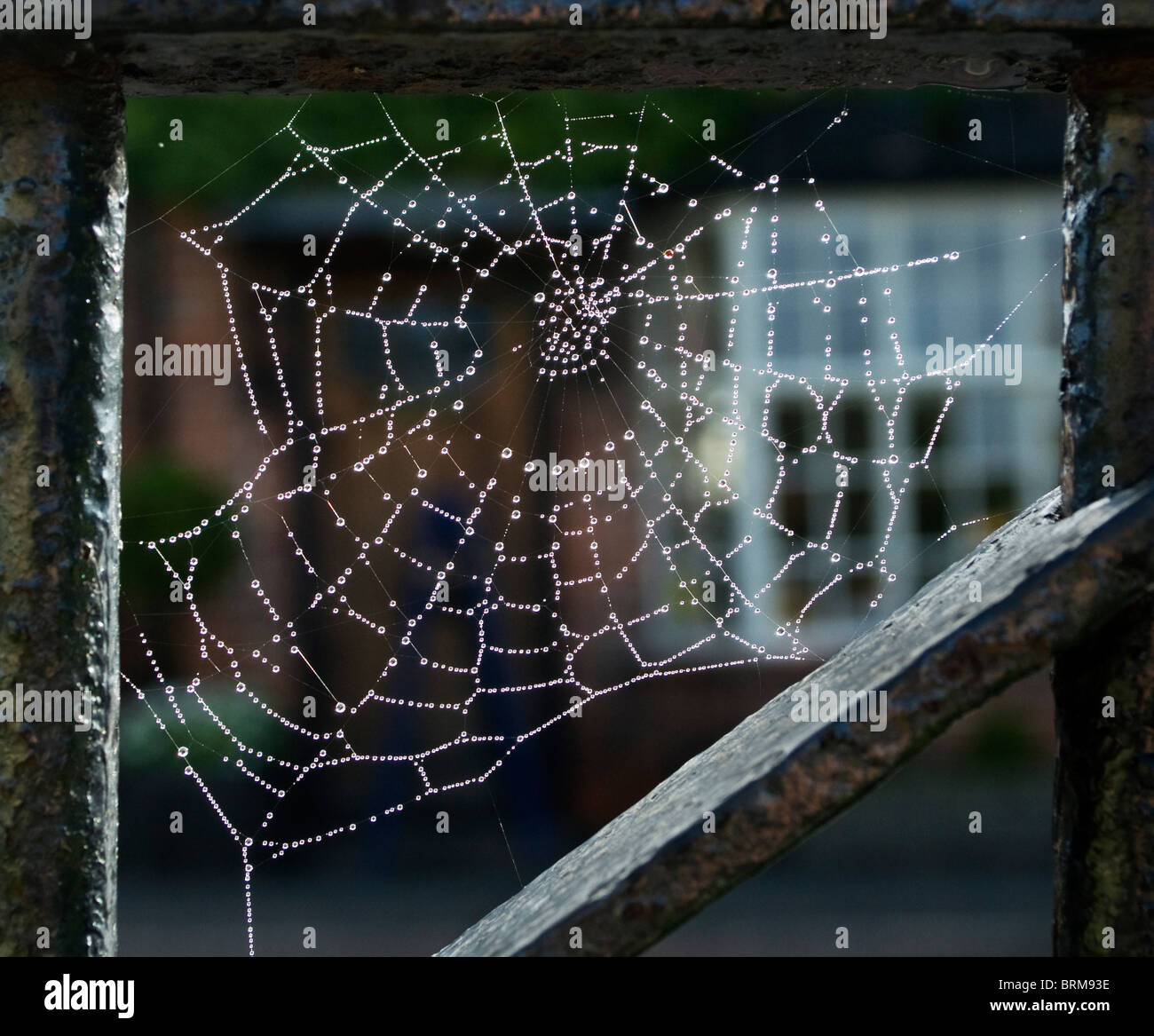 Un seul web spiders tôt le matin avec la rosée d'automne agissant comme un piège à insectes à l'intérieur en fer forgé Banque D'Images