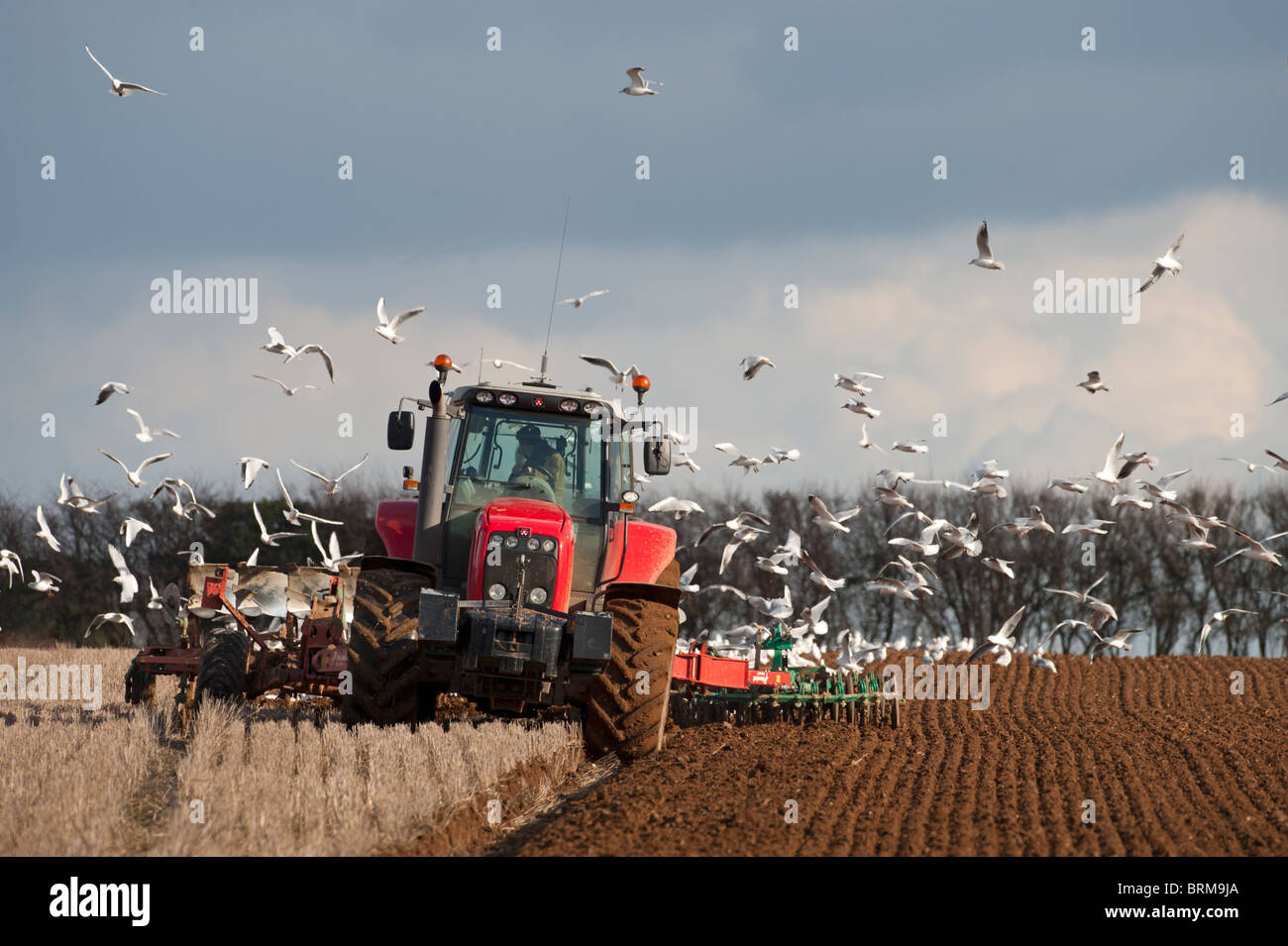 Champ de labour du tracteur à la fin de l'hiver avec les goélands à tête noire charrue suivant North Norfolk Banque D'Images