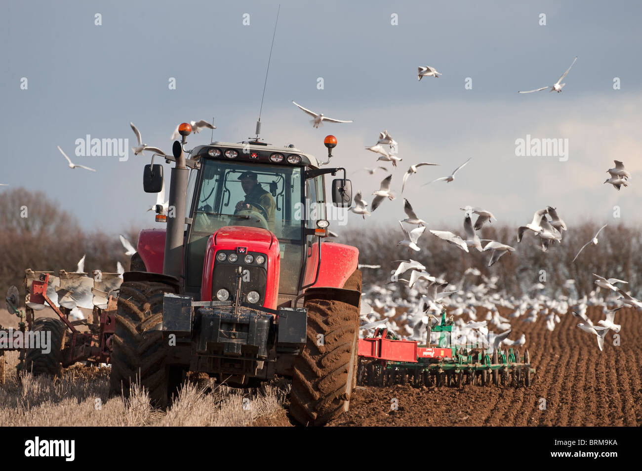 Champ de labour du tracteur à la fin de l'hiver avec les goélands à tête noire charrue suivant North Norfolk Banque D'Images