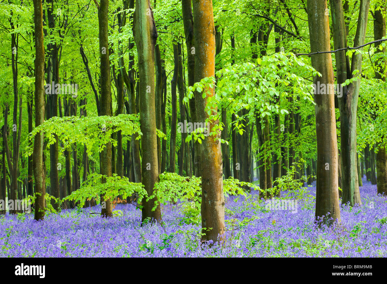 Bluebells commun (Hyacinthoides non-scripta) floraison dans un bois de hêtre, bois de l'Ouest, Lockeridge, Wiltshire, Angleterre. Banque D'Images