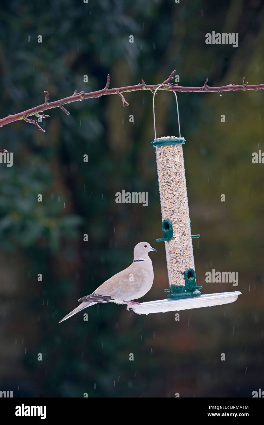 Tête d'hiver au Jardin Norfolk Banque D'Images