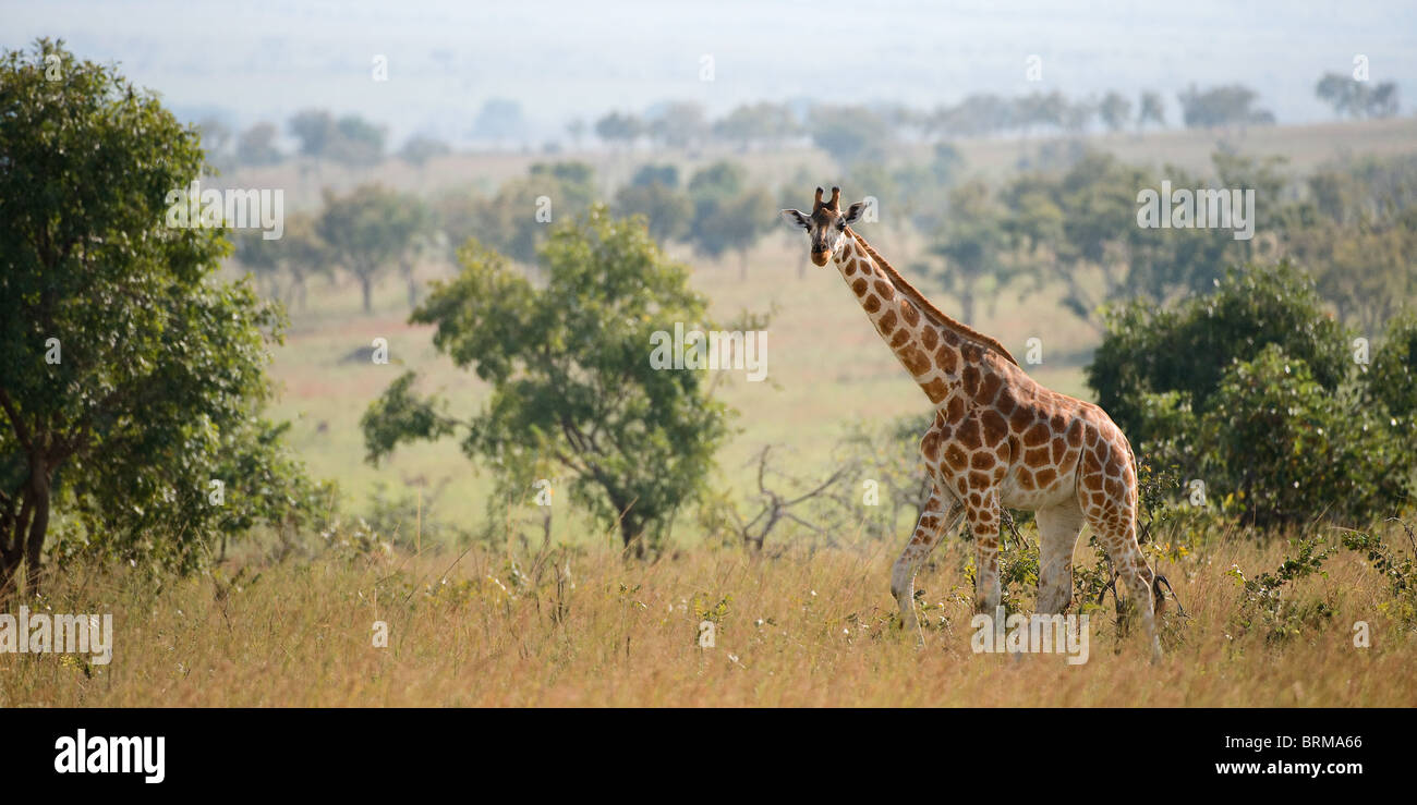 Balades sur la girafe sur la savane dans un soleil de midi. Banque D'Images