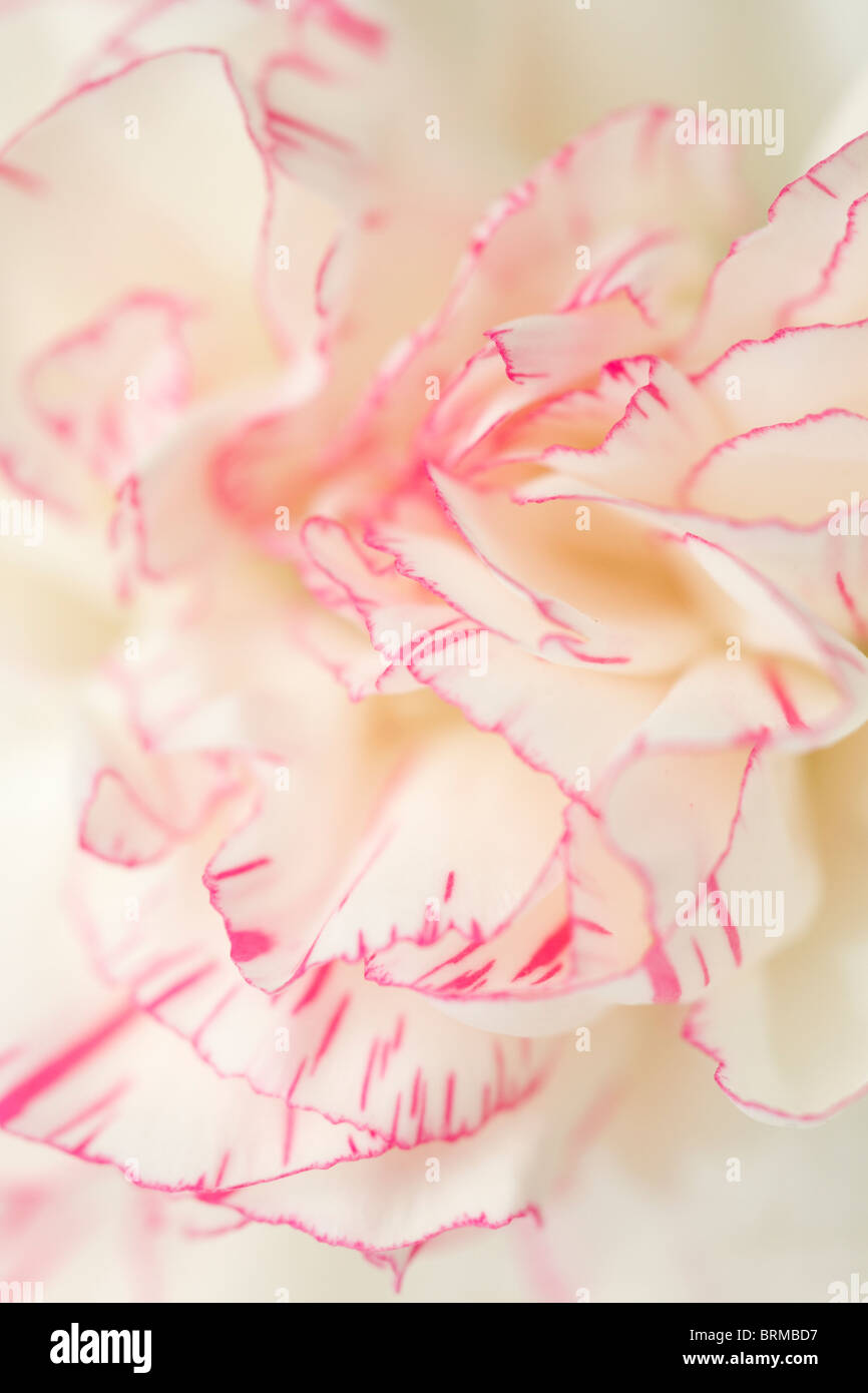 Close up des pétales de fleurs blanc crème avec des stries rose Dianthus vers les bords Banque D'Images