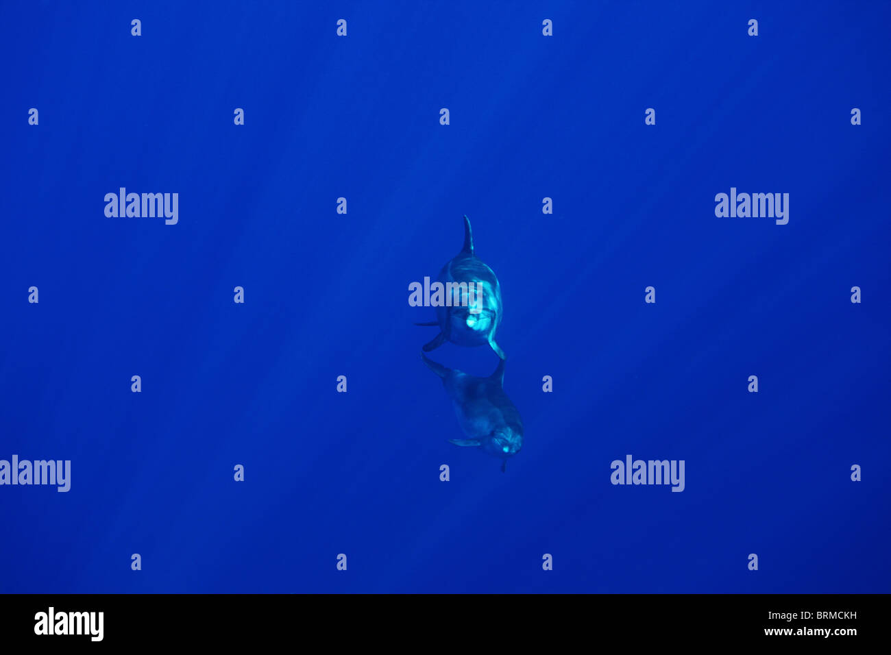 La maternité : mère et son petit grands dauphins dans l'océan, l'île de Madère, des dauphins Banque D'Images