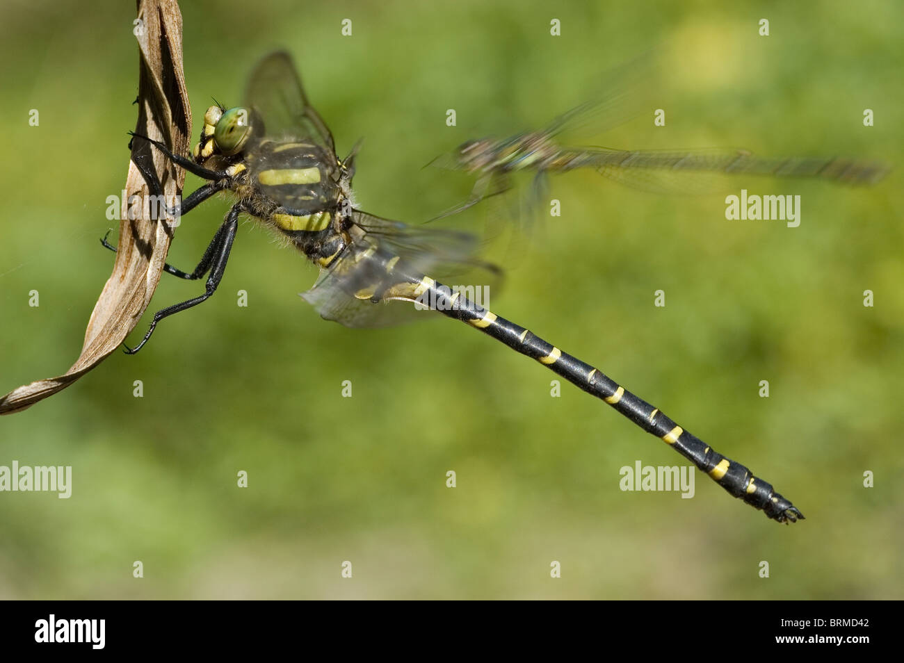 Golden-ringed Dragonfly (Cordulegaster boltonii) être dérangé par un Western Willow Spreadwing (Lestes viridis) Banque D'Images