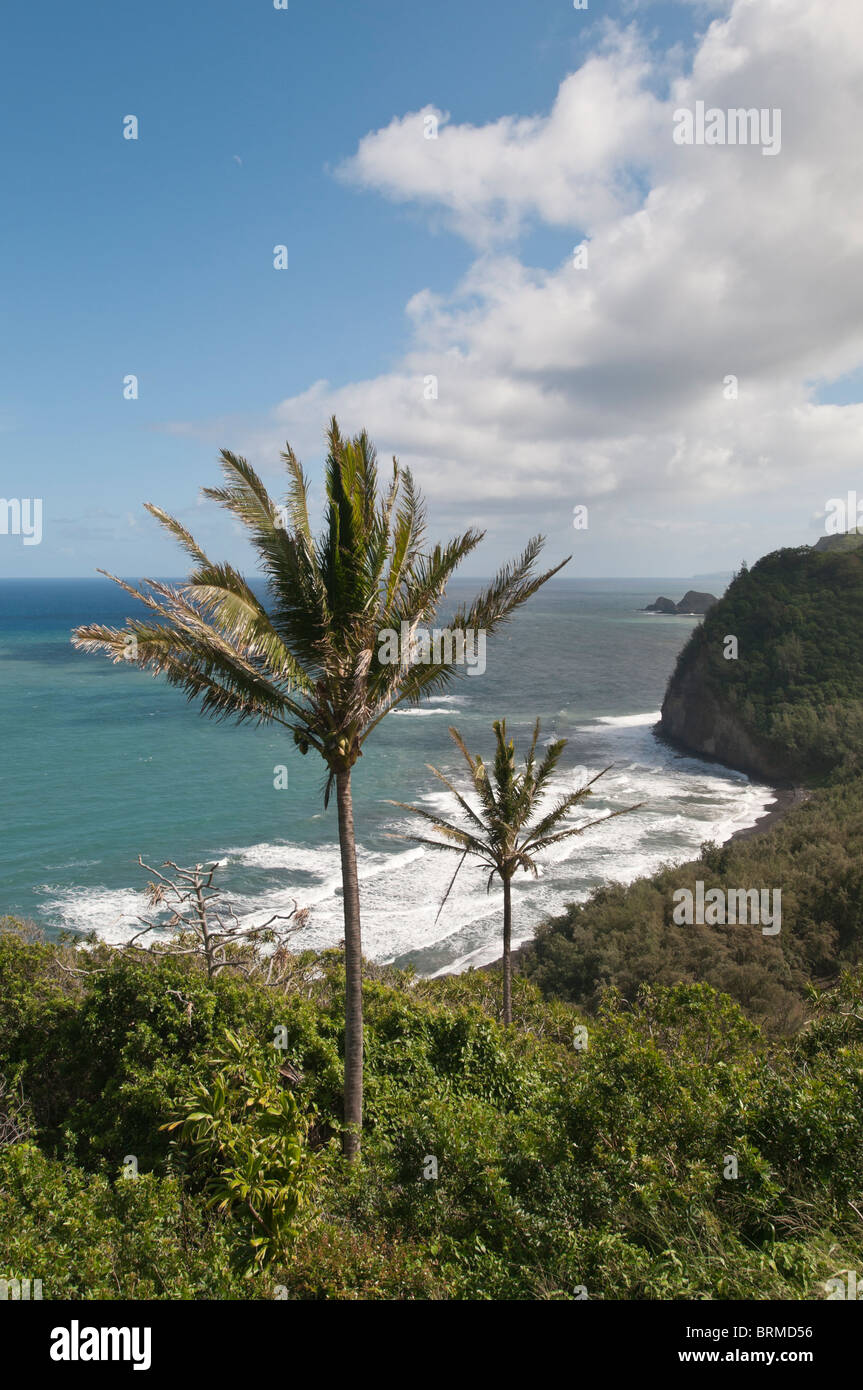 Palmiers le long de la spectaculaire côte Kohala Nord d'Hawaï Banque D'Images