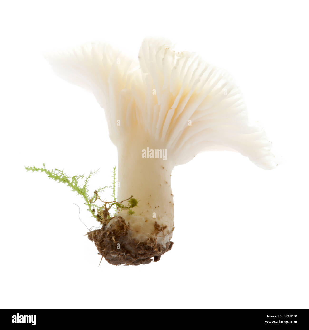 La vie toujours d'un bouchon de cire neige champignons (hygrocybe virginea) Banque D'Images