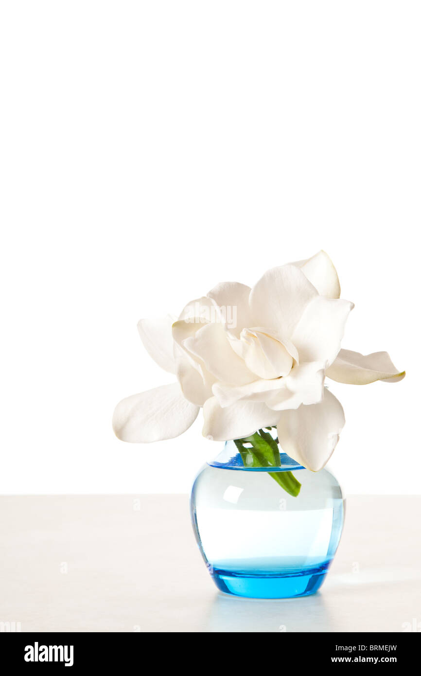 Fleur de gardénia blanc Banque D'Images
