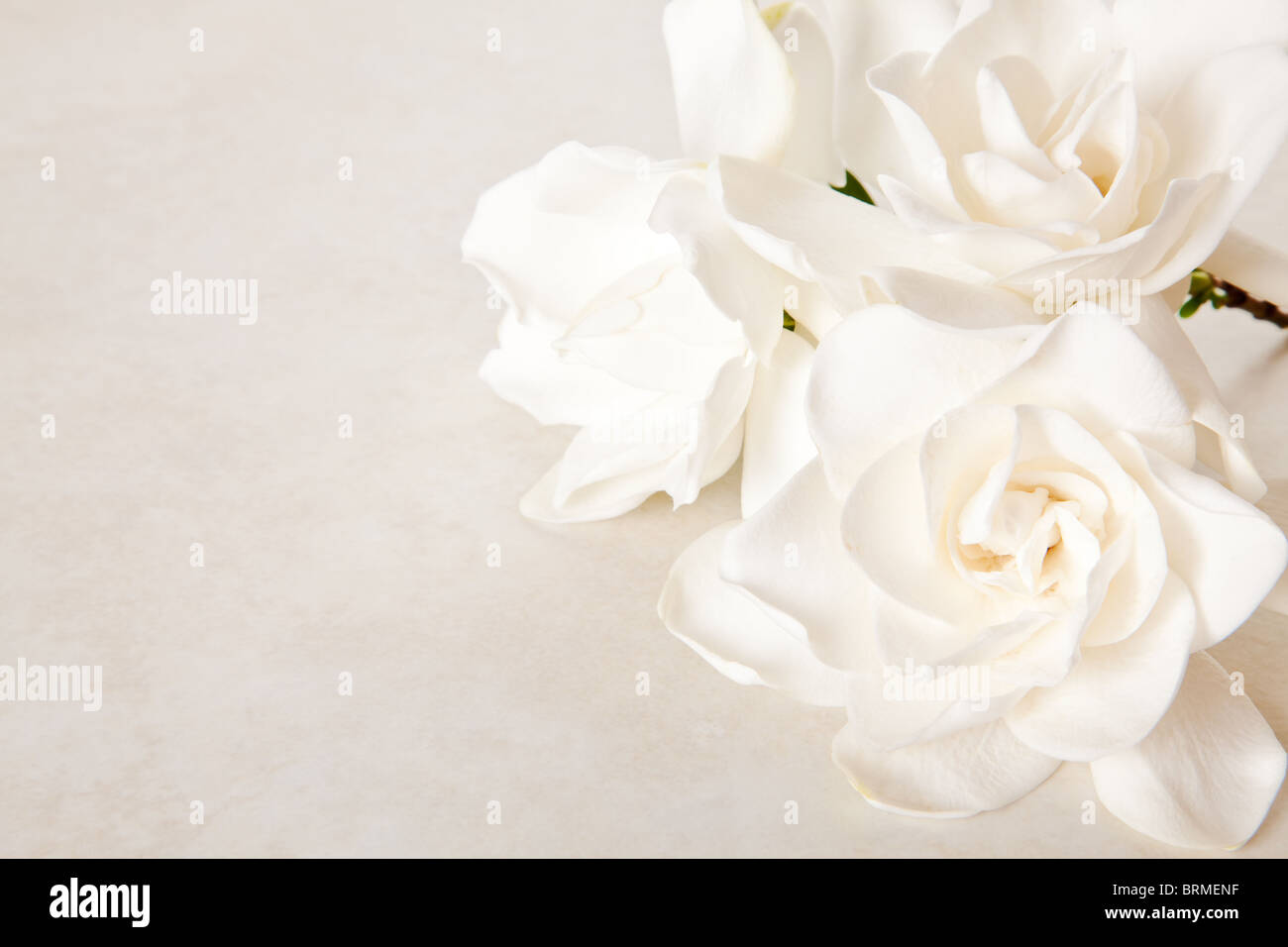 Le Gardenia blanc fleurs sur fond de marbre Banque D'Images