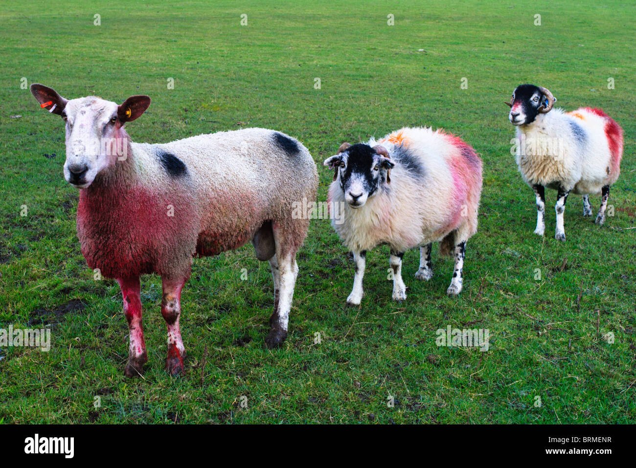 Trois moutons dans la zone pendant la saison des amours Banque D'Images