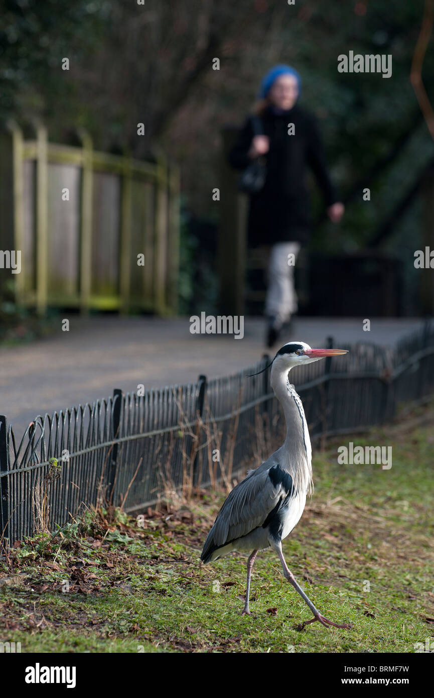 Héron cendré Ardea cinerea Regents Park Londres hiver Banque D'Images