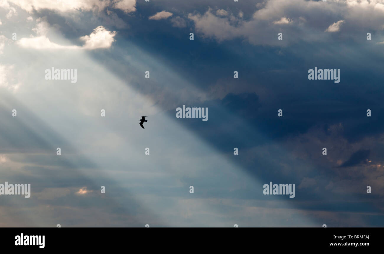 Soleil qui brille à travers les nuages sombres et les oiseaux volant à sunbeam, Finlande Banque D'Images