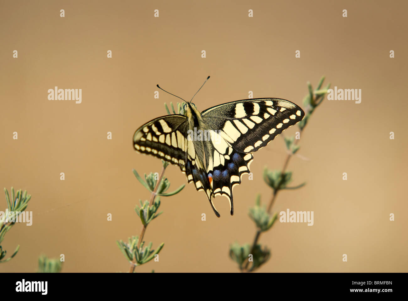 Papillon à queue fourchue, reposant sur les feuilles Banque D'Images