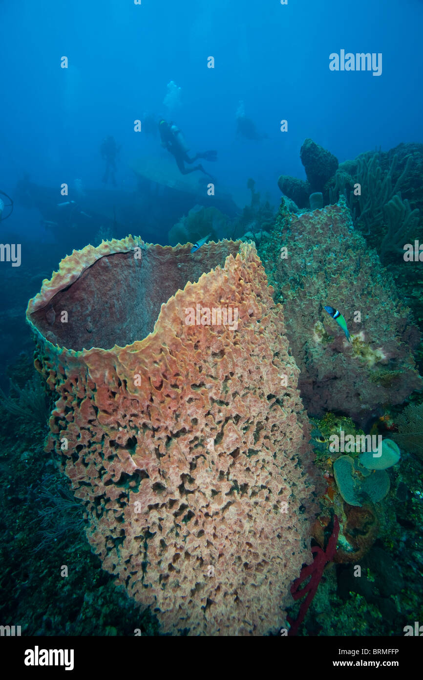 Plongeurs, éponges Baril Géant , Roatan Parc marin, plongée sous-marine des Caraïbes, Roatan, Bay Islands, Honduras. Banque D'Images