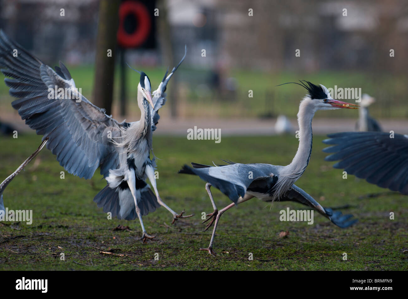 Héron cendré Ardea cinerea Regents Park Londres hiver Banque D'Images