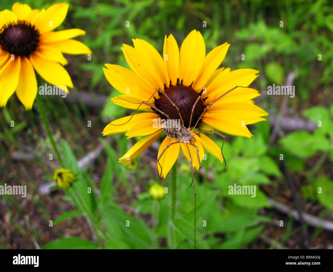 Daddy Longlegs Harvestman (spider) sur une fleur dans l'Ontario, Canada Banque D'Images