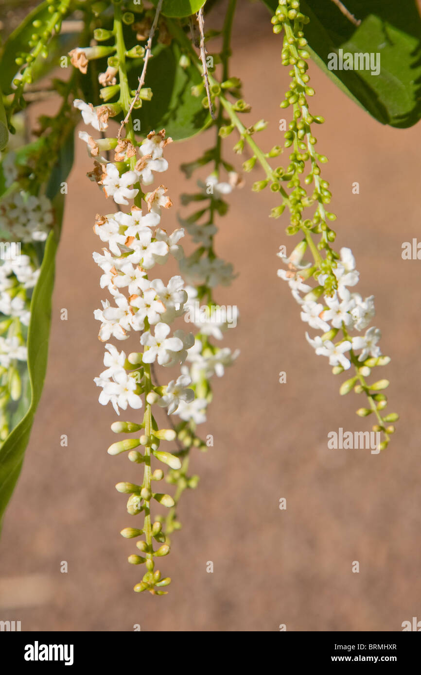 Le fiddlewood Citharexylum spinosum en fleur sur Gran Canaria Banque D'Images