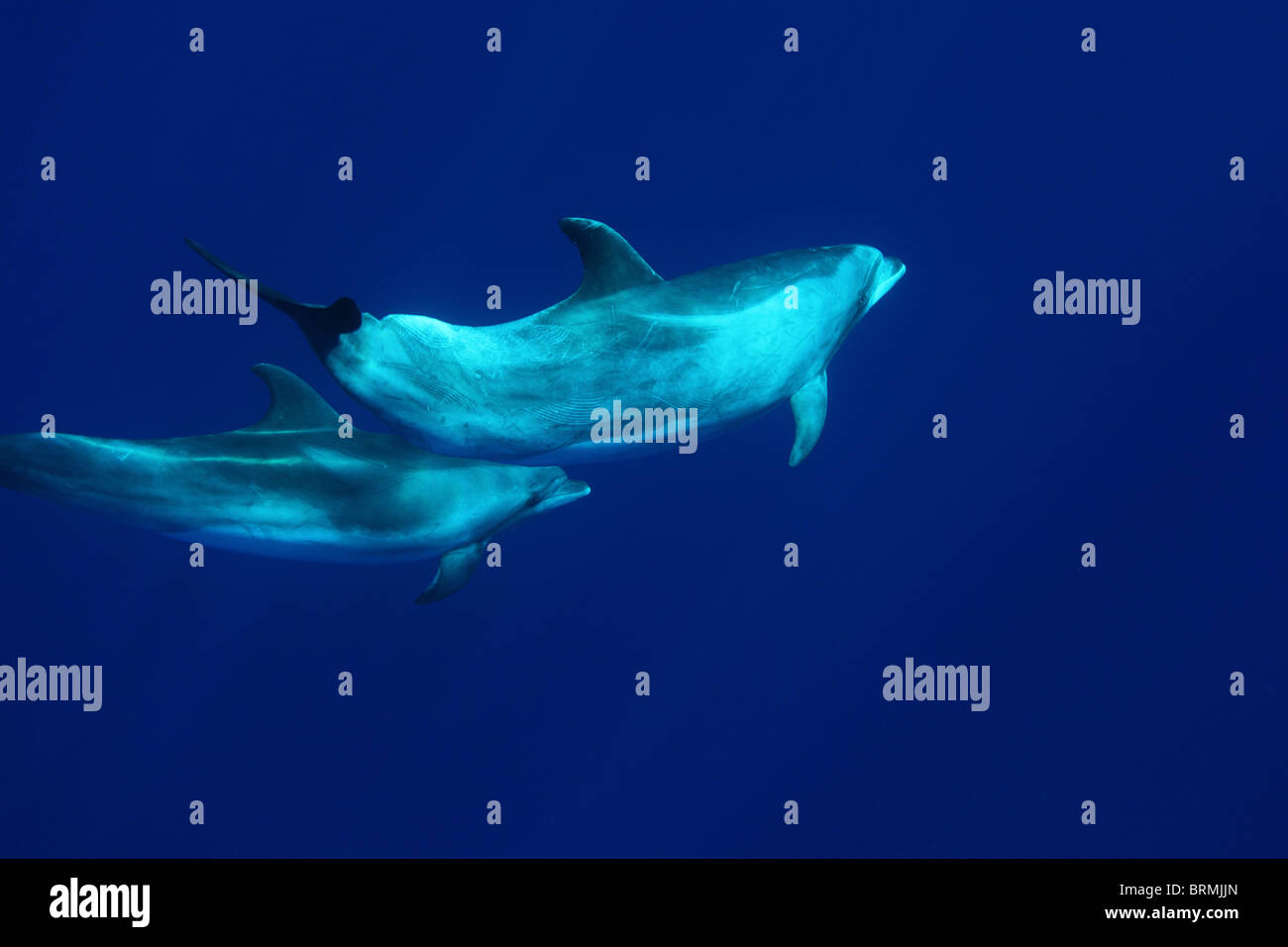 Maternité : mère et veau dauphins à gros bec dans le bleu, île de Madère, observation des dauphins, Portugal Banque D'Images