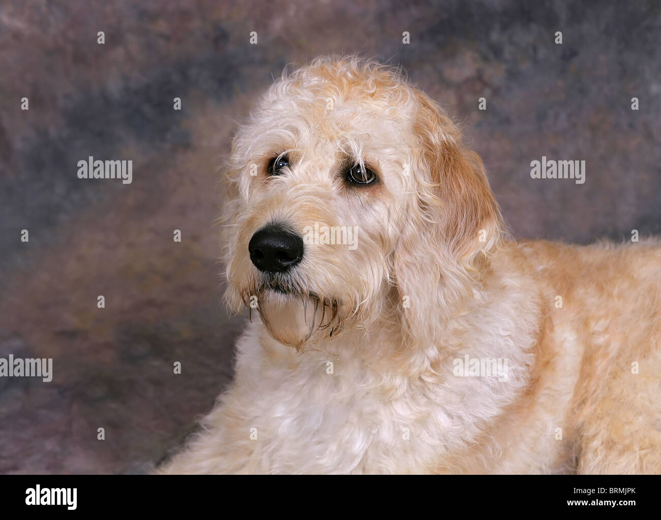 Studio portrait d'un labradoodle chien Banque D'Images