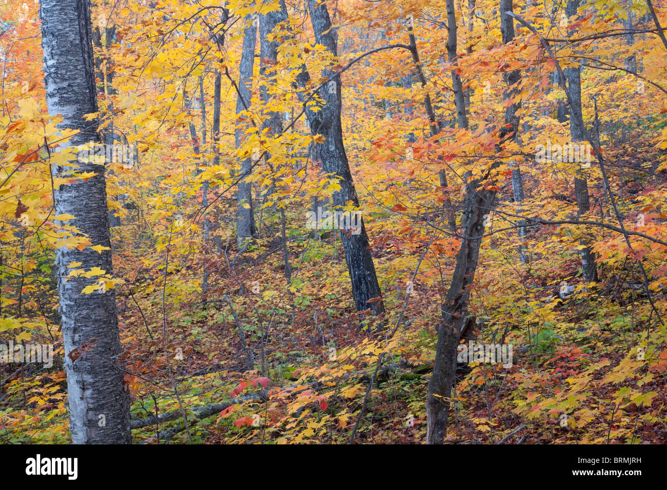 La forêt de feuillus à l'automne, Tettegouche State Park, Minnesota Banque D'Images