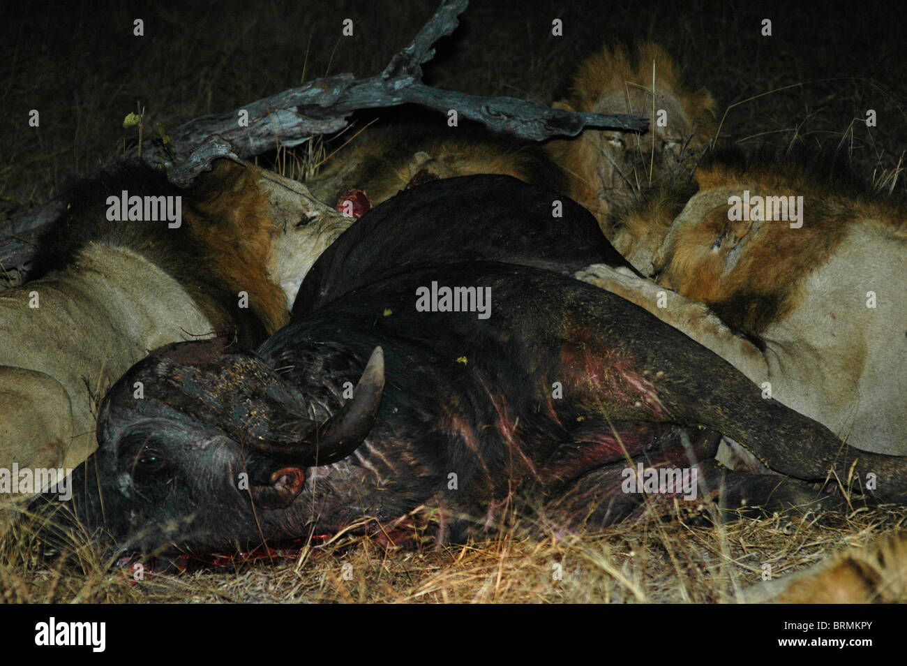 Les Lions se nourrissent d'un buffalo kill Banque D'Images