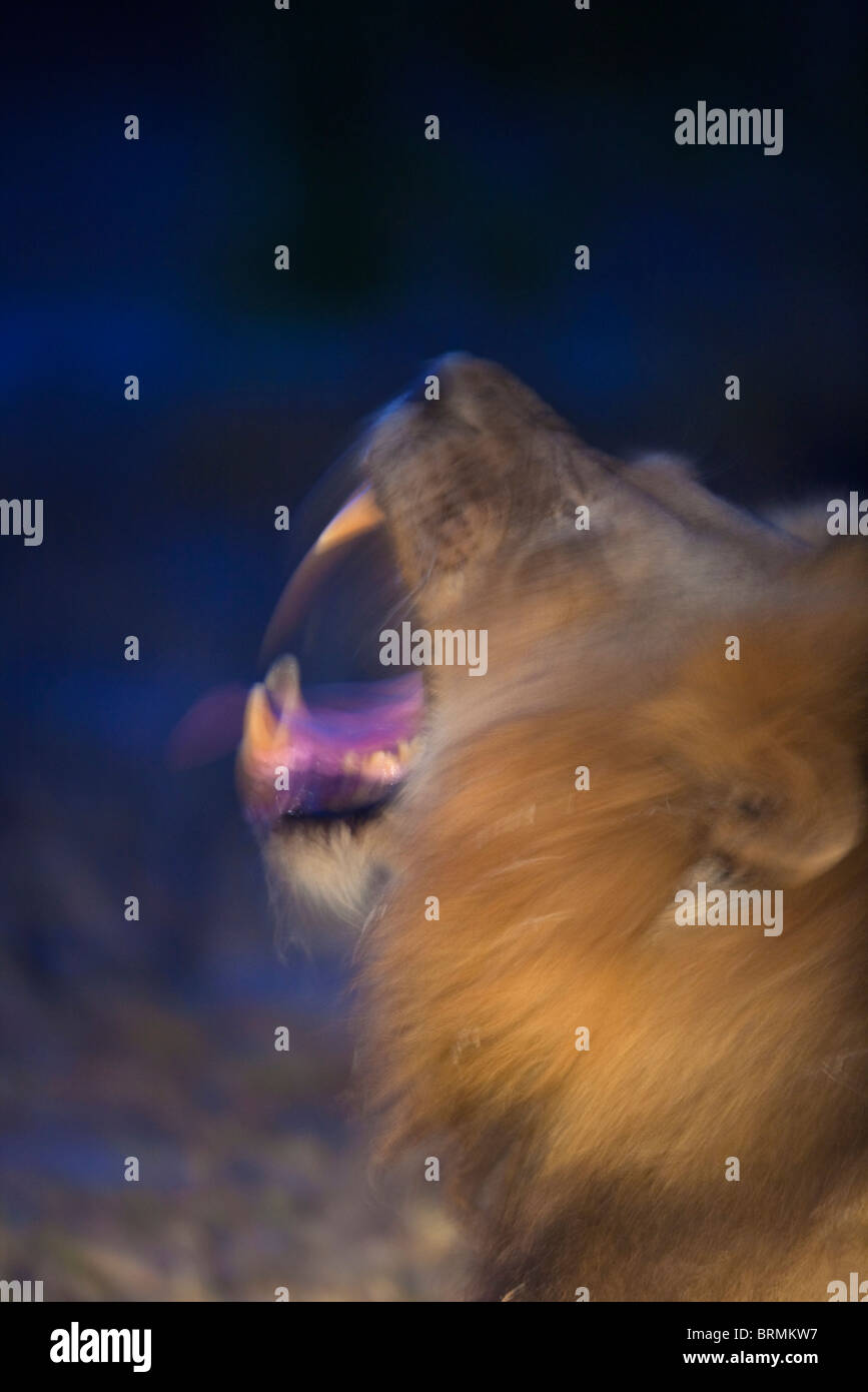 Abrégé d'un lion mâle de bâiller au crépuscule Banque D'Images