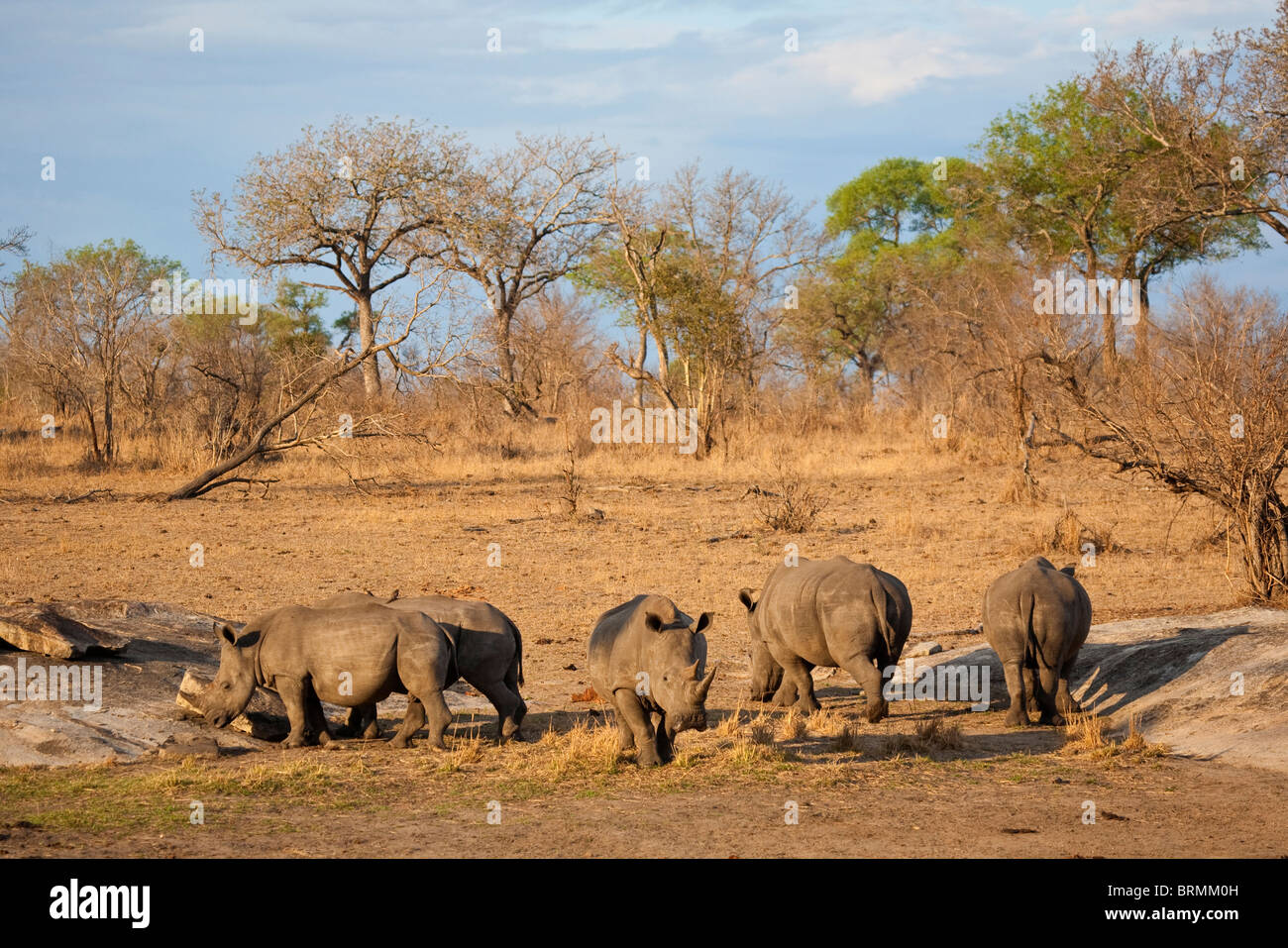 Saison sèche d'une scène de bushveld pâturage troupeau de rhinocéros Banque D'Images
