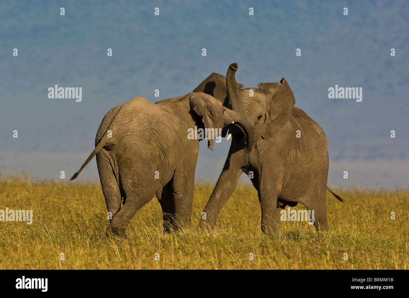 Deux jeunes éléphants mâles combat les uns avec les autres Banque D'Images