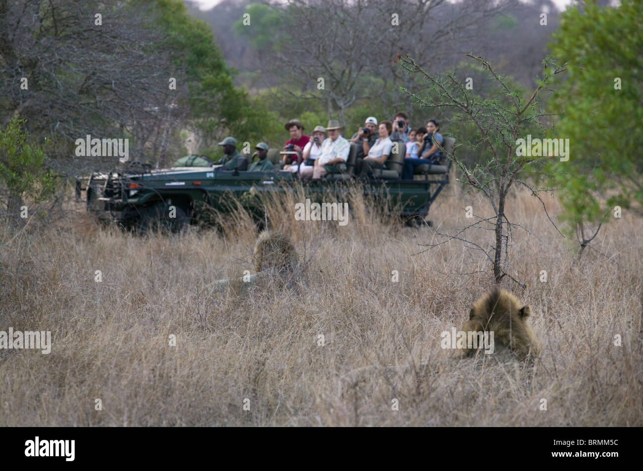 Les touristes dans un jeu ouvert conduire le véhicule visualiser deux lions mâles Banque D'Images