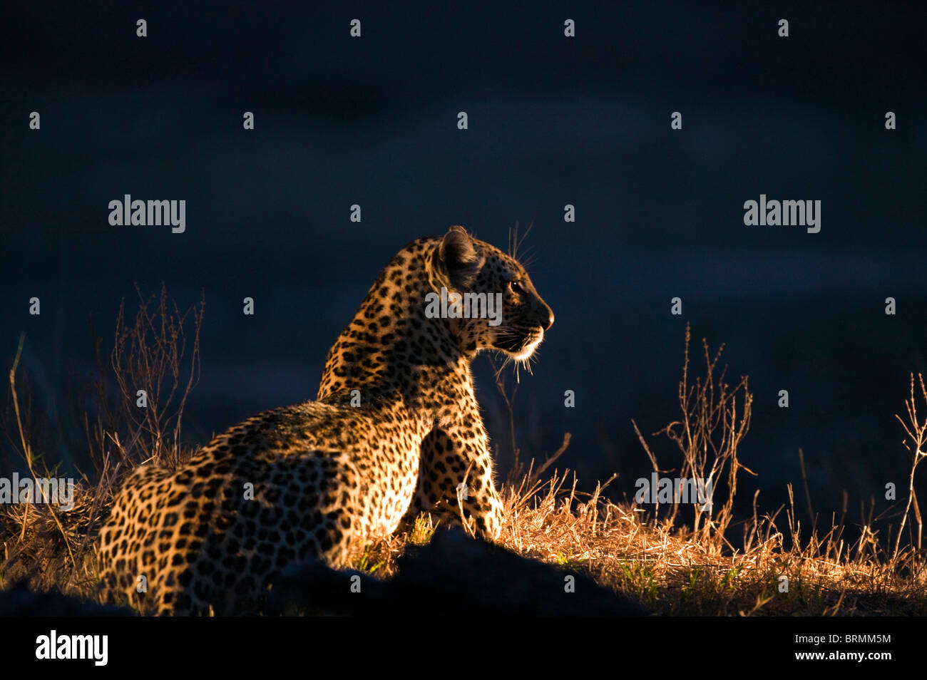 Un côté éclairé de nuit femme leopard Banque D'Images