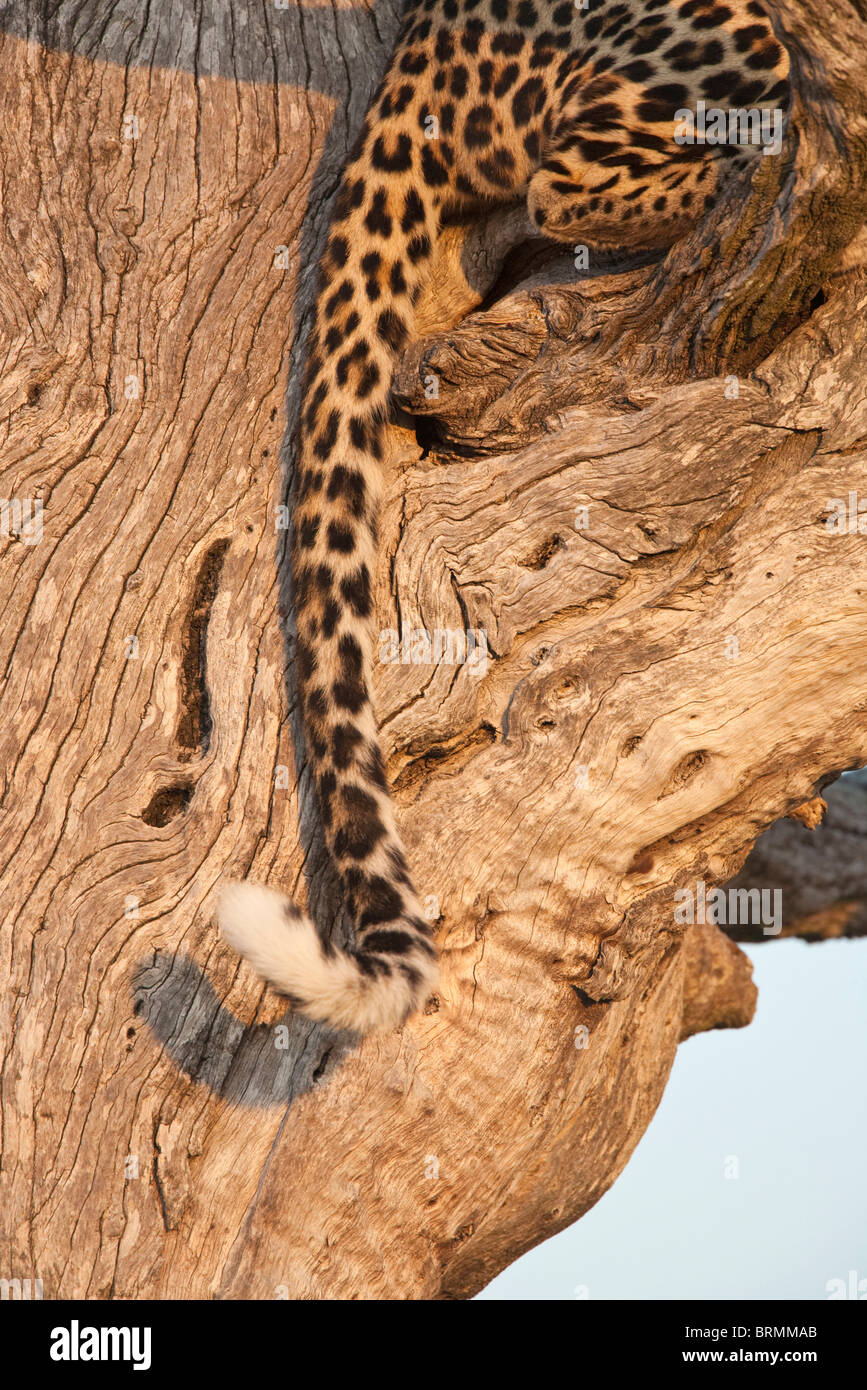 Gros plan détail de la textures et motifs d'une queue de léopard vue contre la tige d'un arbre leadwood Banque D'Images