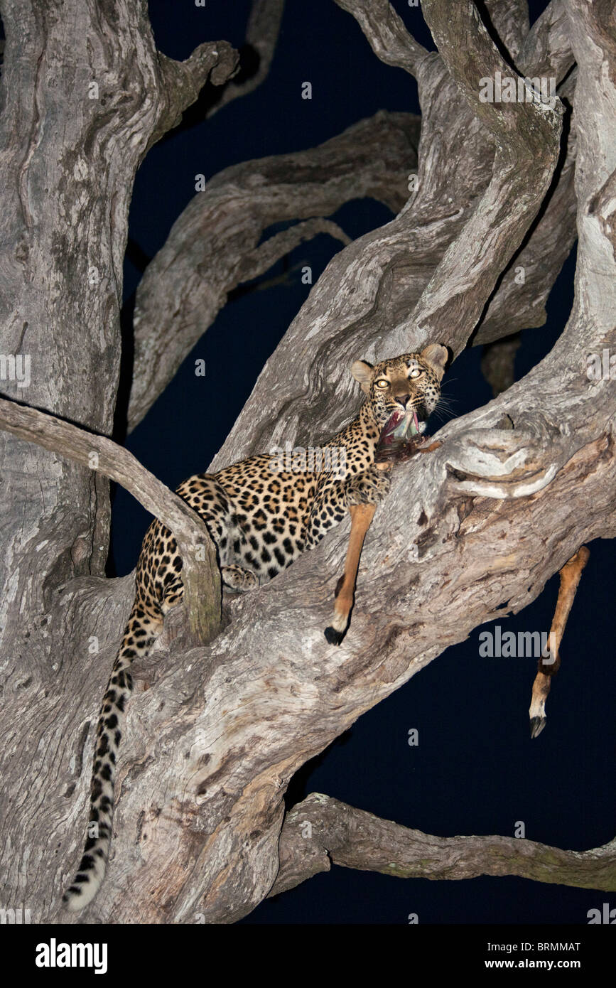 Leopard avec les restes d'un kill hissé dans un arbre de nuit leadwood Banque D'Images