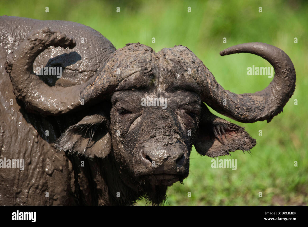 Portrait serré d'un buffalo bull couvert de boue Banque D'Images