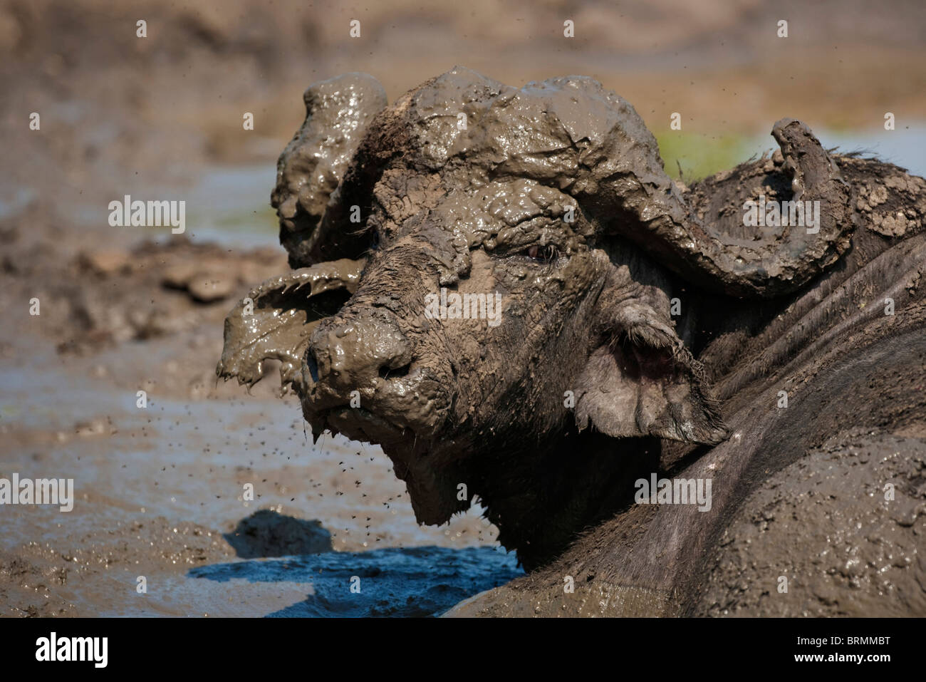 Portrait d'un buffalo bull couvert de boue tout en se vautrant Banque D'Images