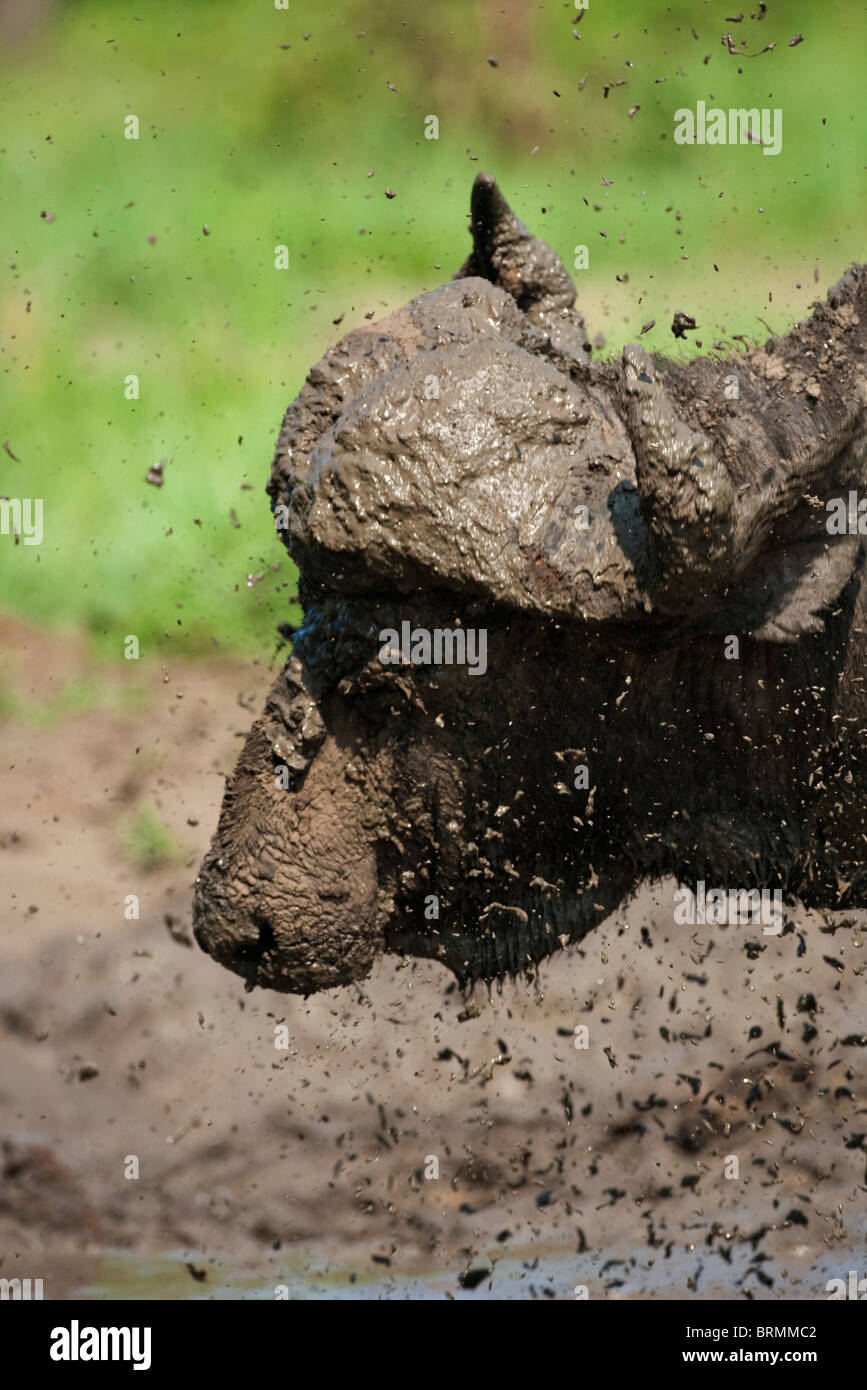 Portrait d'une boue s'envoler un buffalo boueux comme il secoue la tête Banque D'Images