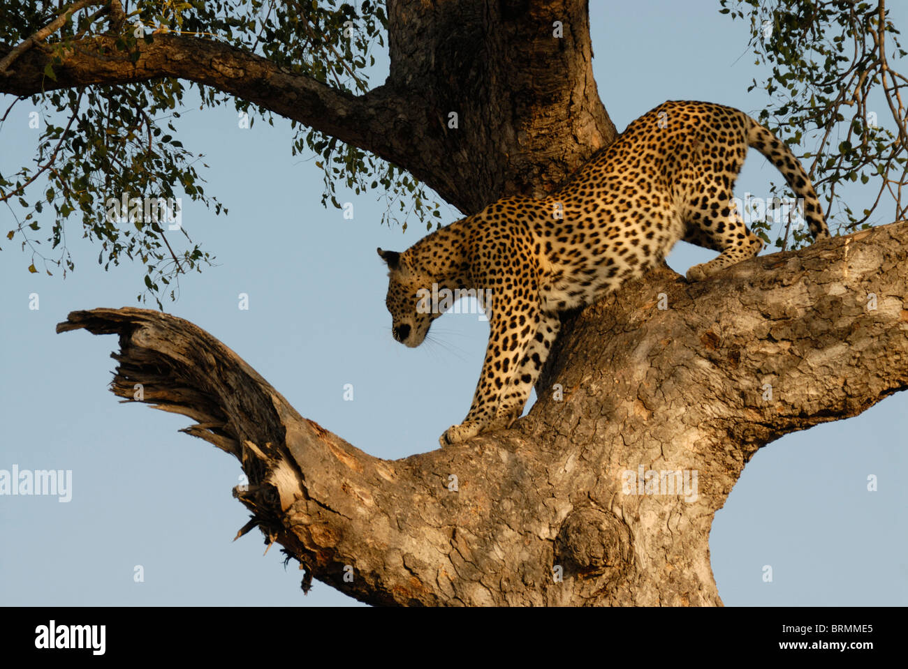 Low angle view of a leopard à l'aide de l'arbre Marula comme un point d'observation Banque D'Images