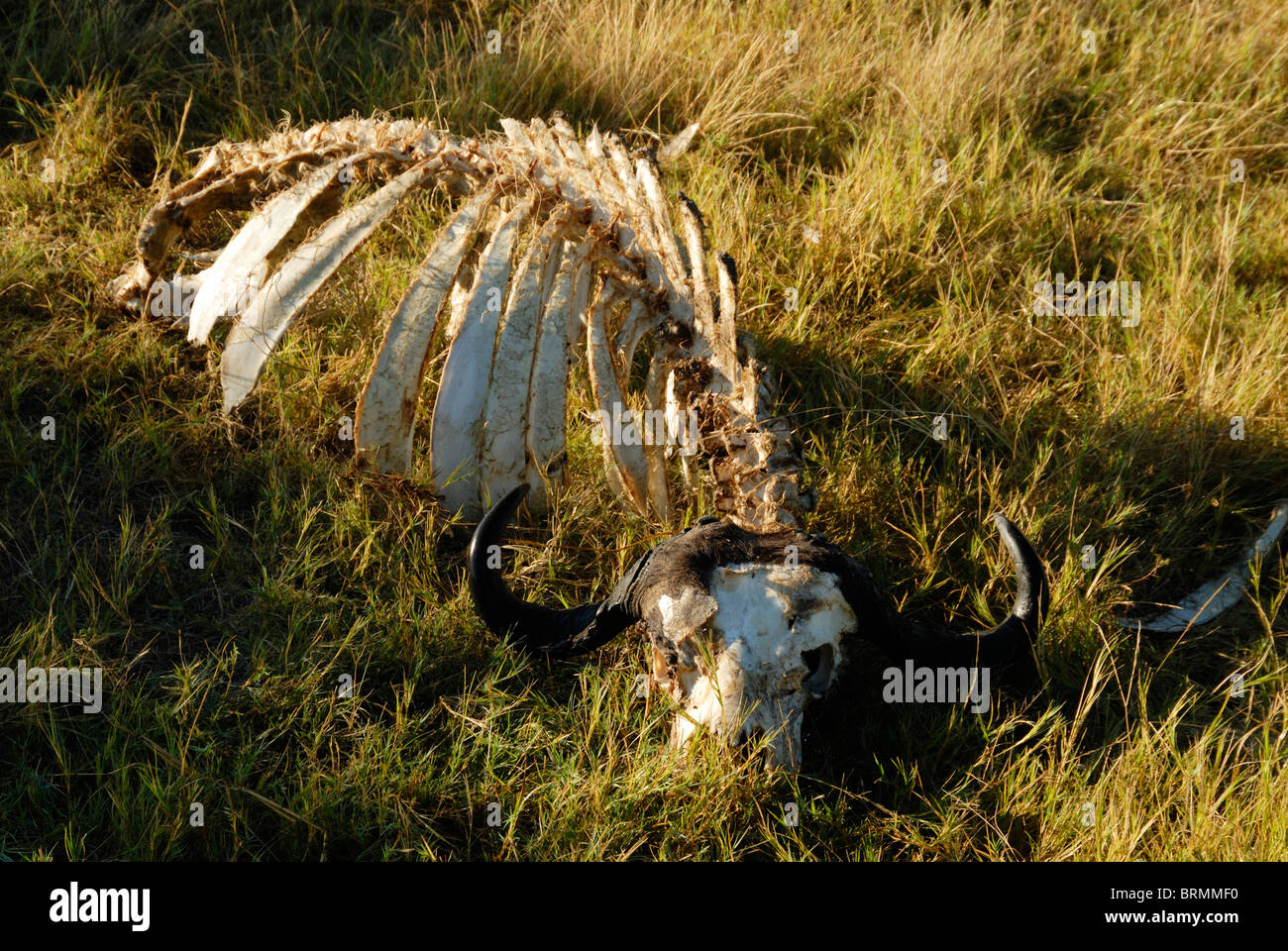 Squelette de bison couché dans l'herbe haute Banque D'Images