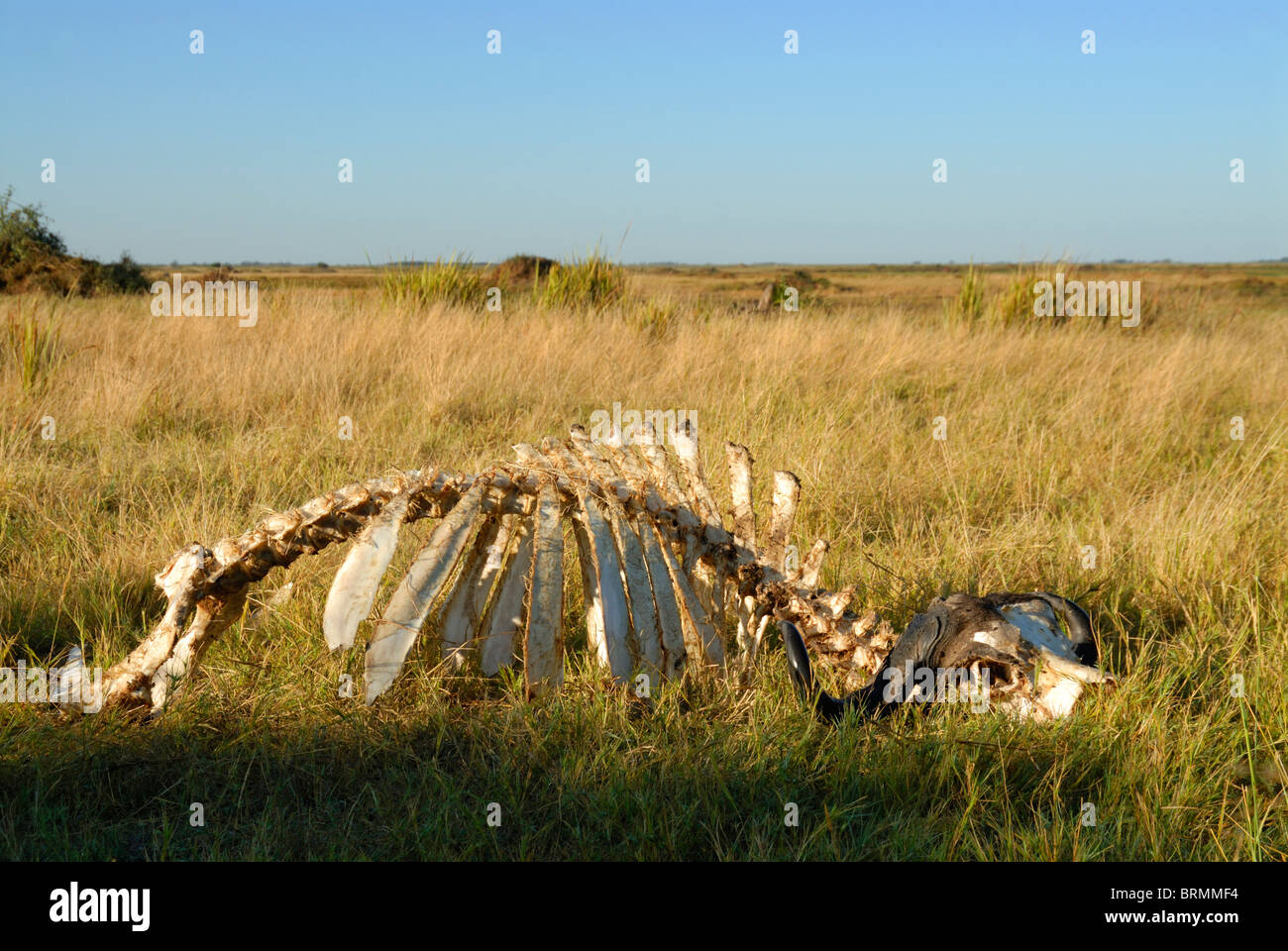 Squelette de bison couché dans l'herbe haute Banque D'Images