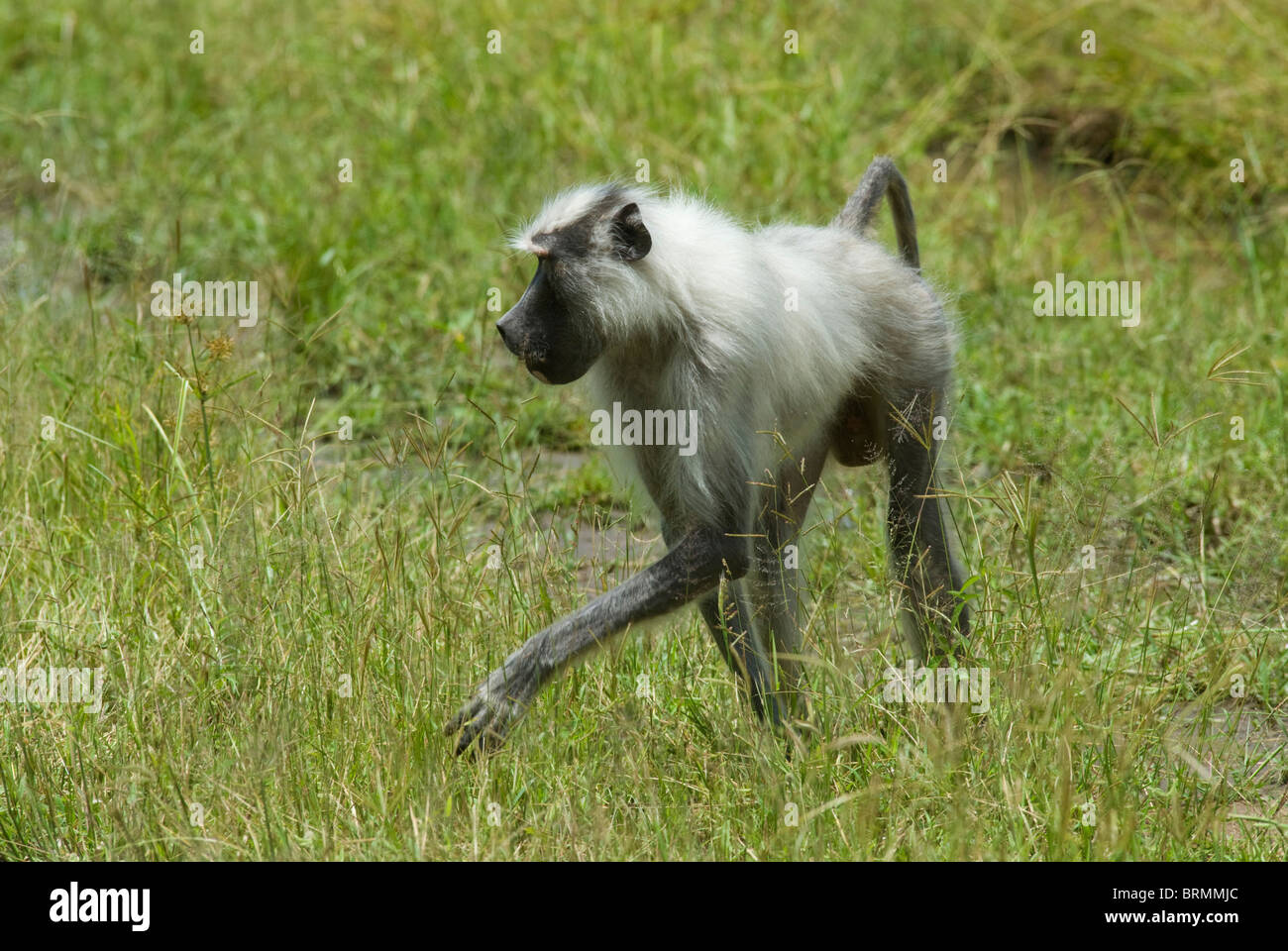 Un babouin jaune albinos marcher dans l'herbe haute Banque D'Images