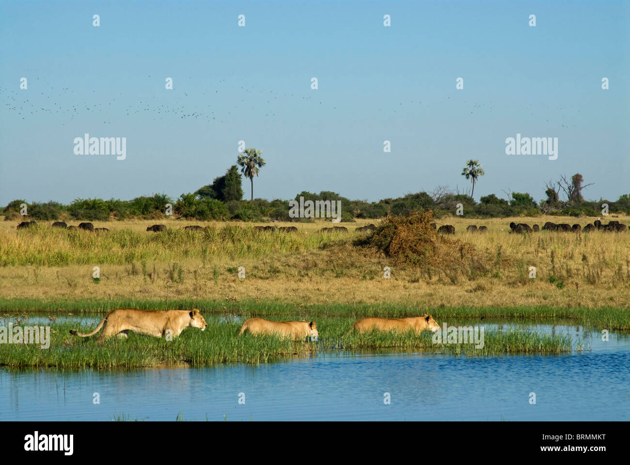 Lionne pataugeant par zone marécageuse buffalo harcèlement Banque D'Images