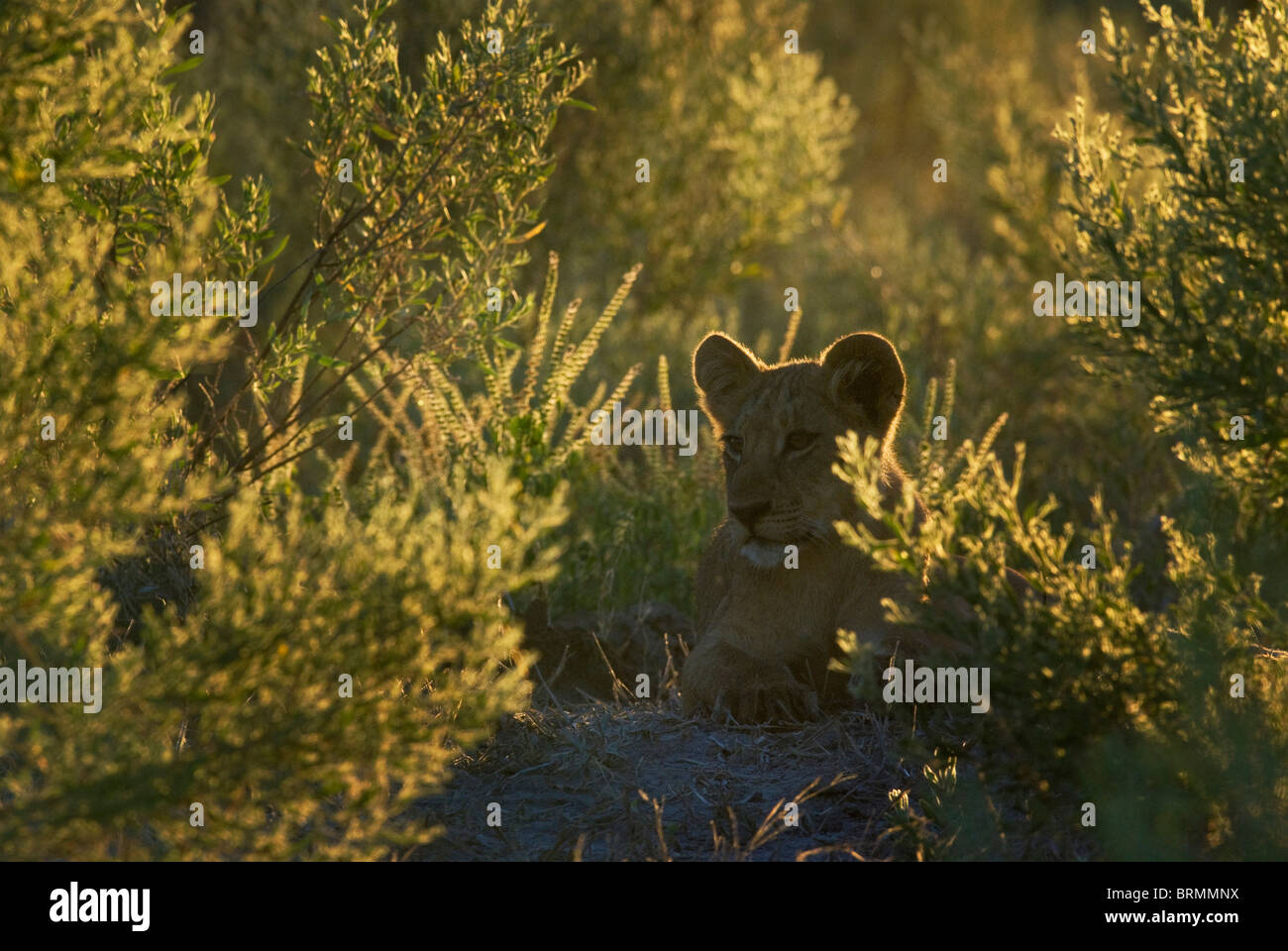 Lion cub parmi les arbustes rétroéclairé Banque D'Images