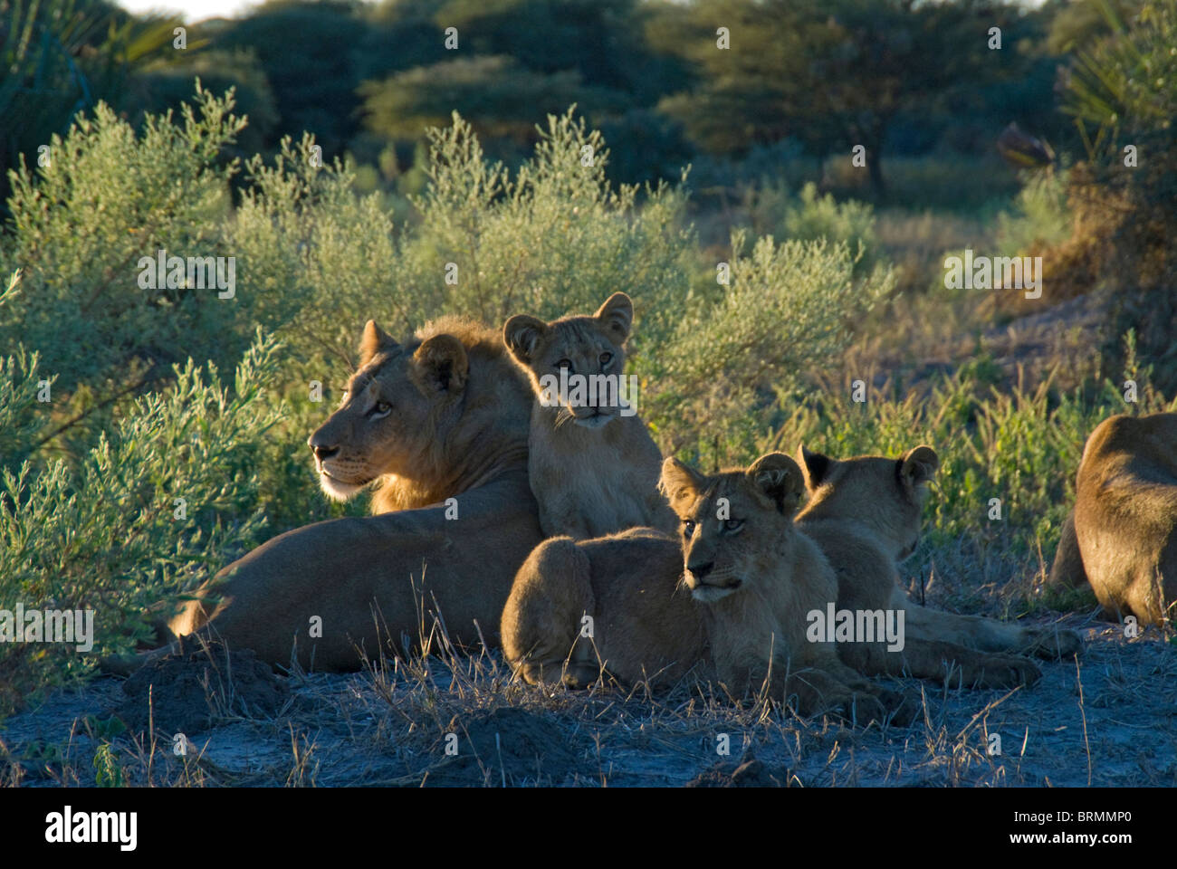 Une troupe de lions se reposant à l'ombre Banque D'Images