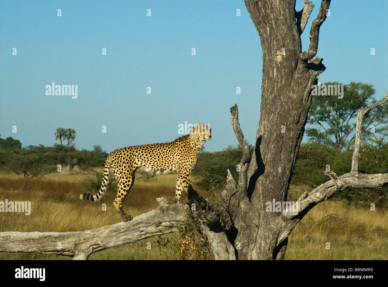 Cheetah debout sur une branche d'un arbre sec Banque D'Images