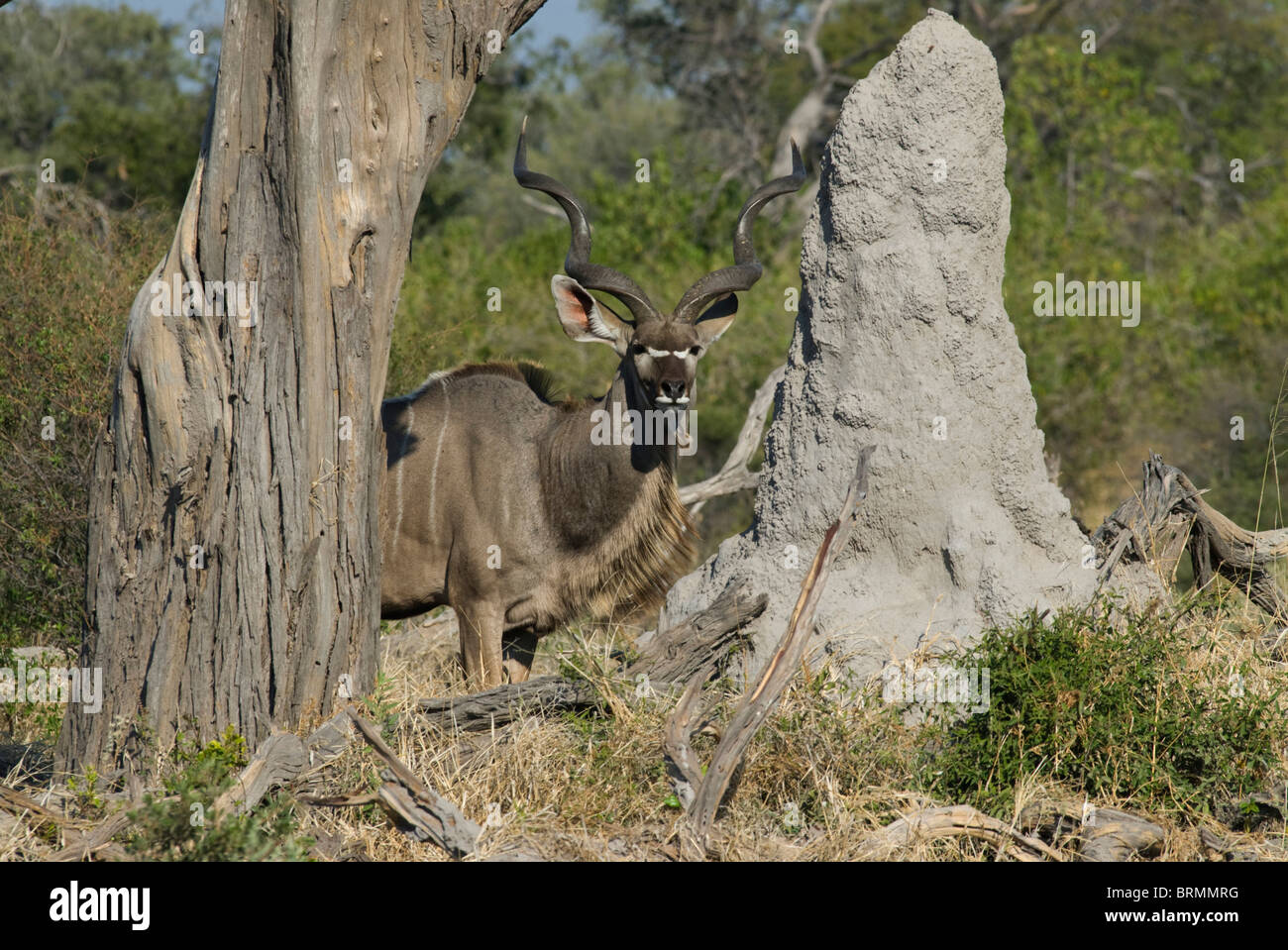 Le Kudu bull debout entre un tronc de l'arbre sec et une termitière Banque D'Images