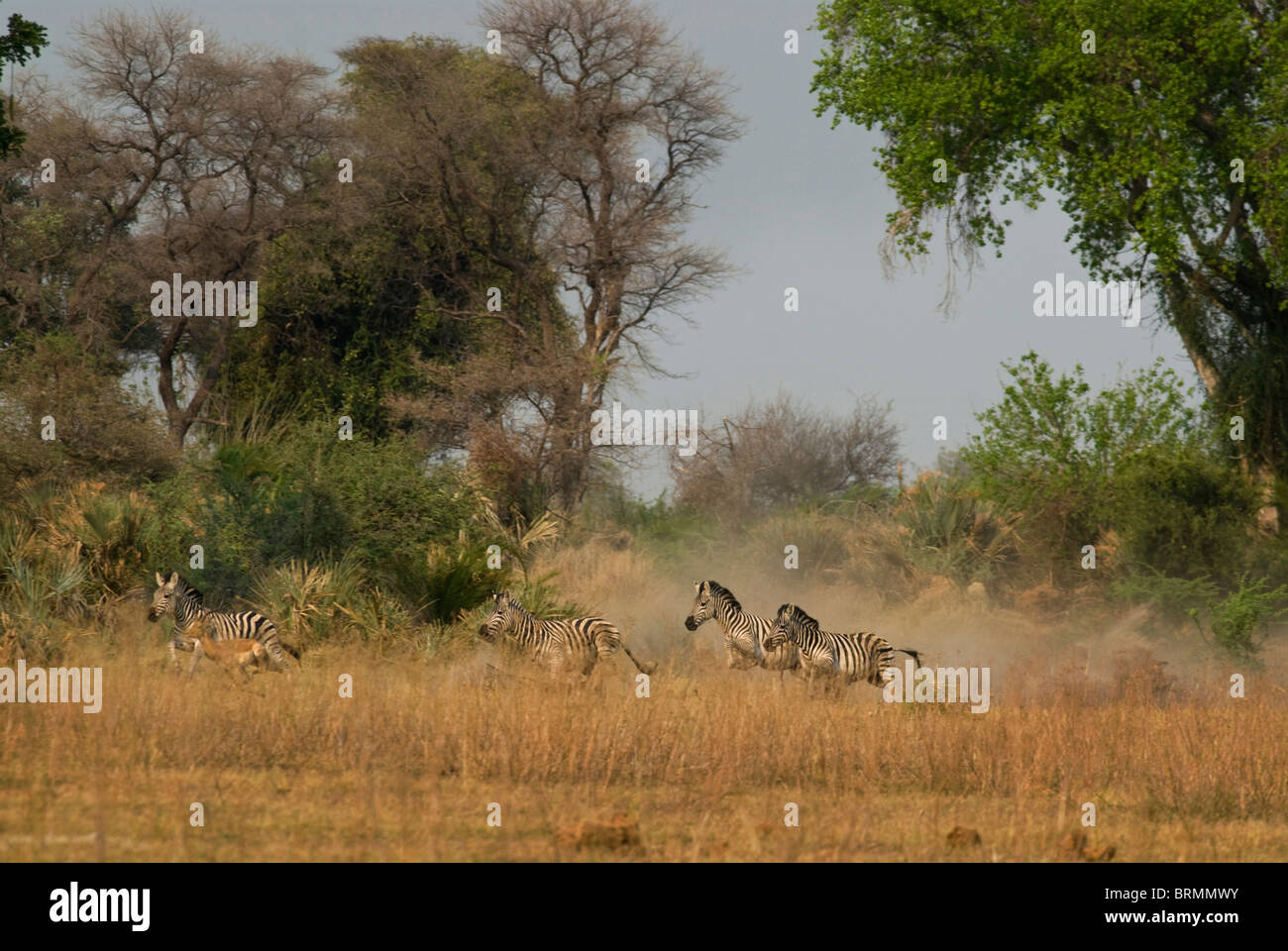 Les zèbres courir un sprint loin d'une zone boisée Banque D'Images