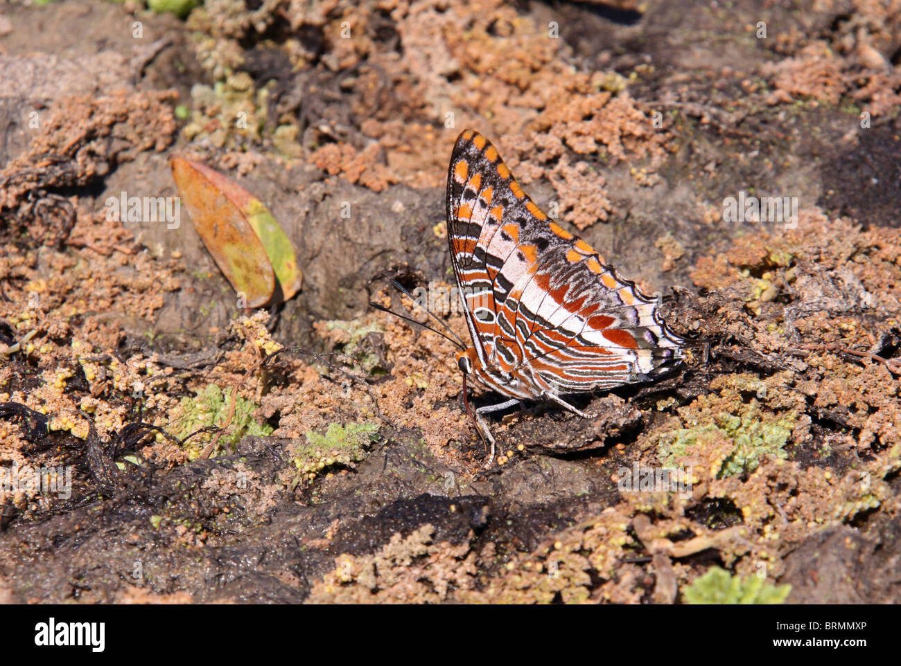 Butterfly sitting sur terrain lourd ses ailes repliées Banque D'Images